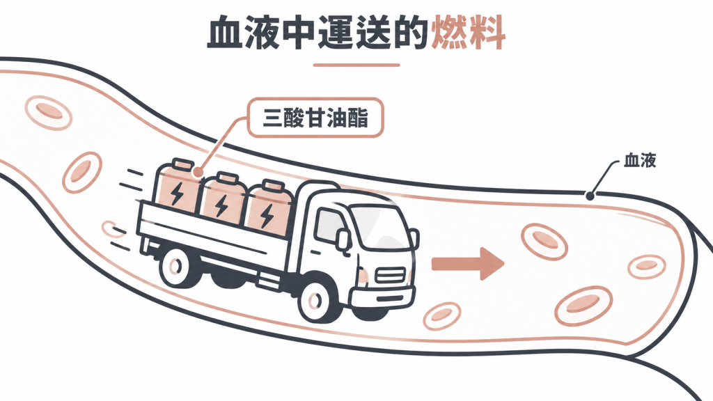 三酸甘油酯是血液裡正在運送的燃料，由肝臟打包後裝上貨車送往脂肪組織儲存
