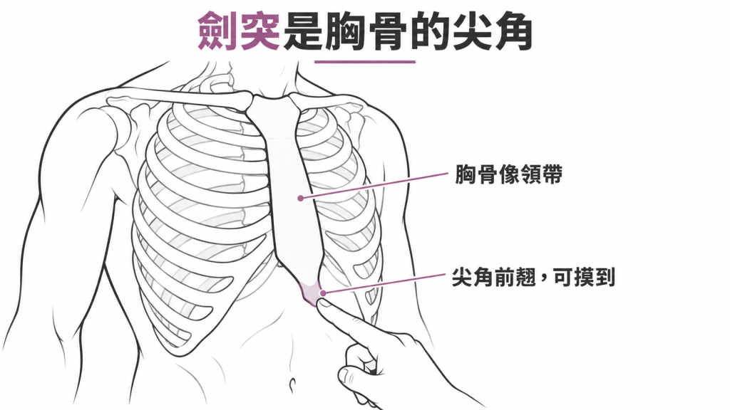 劍突是胸骨最下方的尖角,胸骨像領帶,尖角往前翹時就摸得到