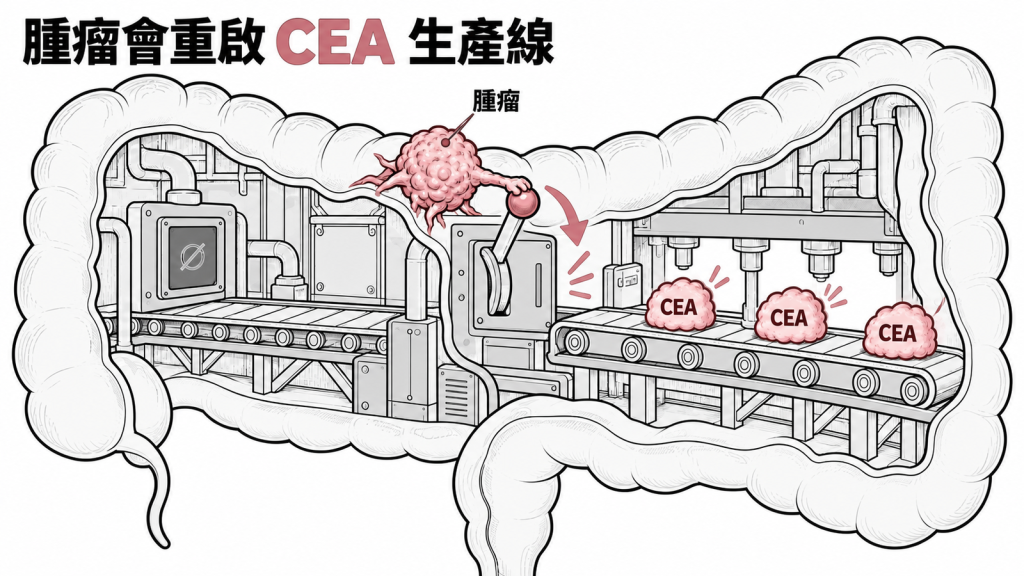 胎兒時期全速運轉的工廠生產線，對照成人後幾乎停工的產線，以及腫瘤細胞把舊生產線重新打開的示意圖