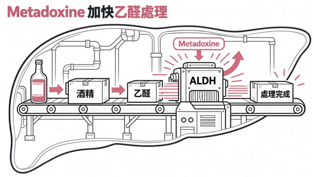 肝臟像處理酒精的工廠:酒精先變成乙醛,metadoxine 被認為讓 ALDH 這條產線處理乙醛的速度變快