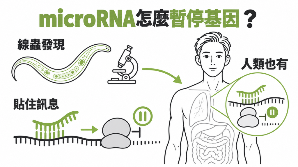 線蟲與貼在 mRNA 上的便利貼示意圖,說明 microRNA 是基因的暫停鍵,2024 諾貝爾獎表彰的是基因調控機轉的發現