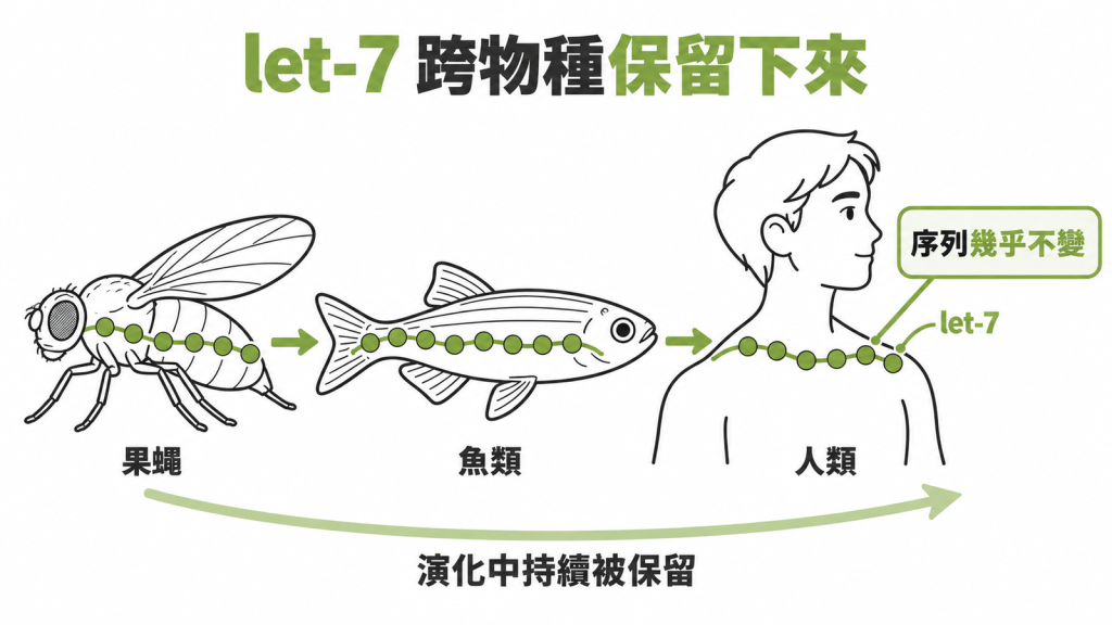 線蟲、果蠅、魚與人類並排,各自帶著幾乎相同的 let-7 序列,下方標示人類帶有上千個 microRNA 基因