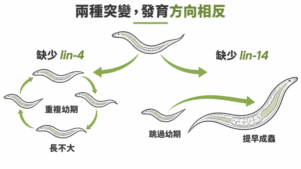 左右對照兩隻線蟲:缺 lin-4 的一直停在幼蟲期長不大,缺 lin-14 的跳過幼年期,提早變成成蟲