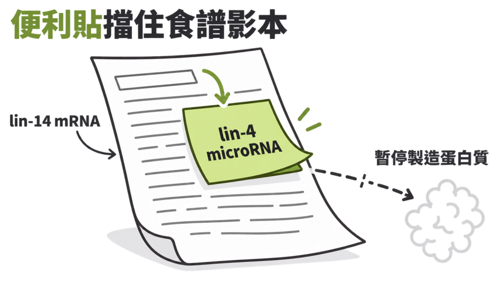食譜影本上貼著一張便利貼,廚房暫停做菜,標示 microRNA 貼住 mRNA,擋住轉譯,但沒有破壞訊息