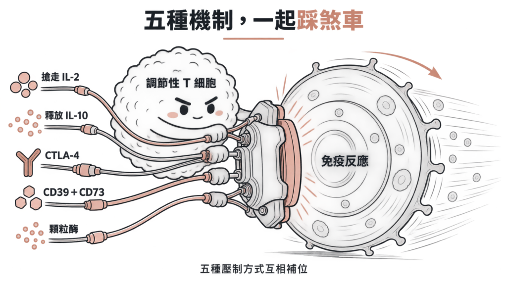 五格圖示並列調節性 T 細胞的五種壓制方式,各自標示白話說法與負責分子,例如 CD25、CTLA-4