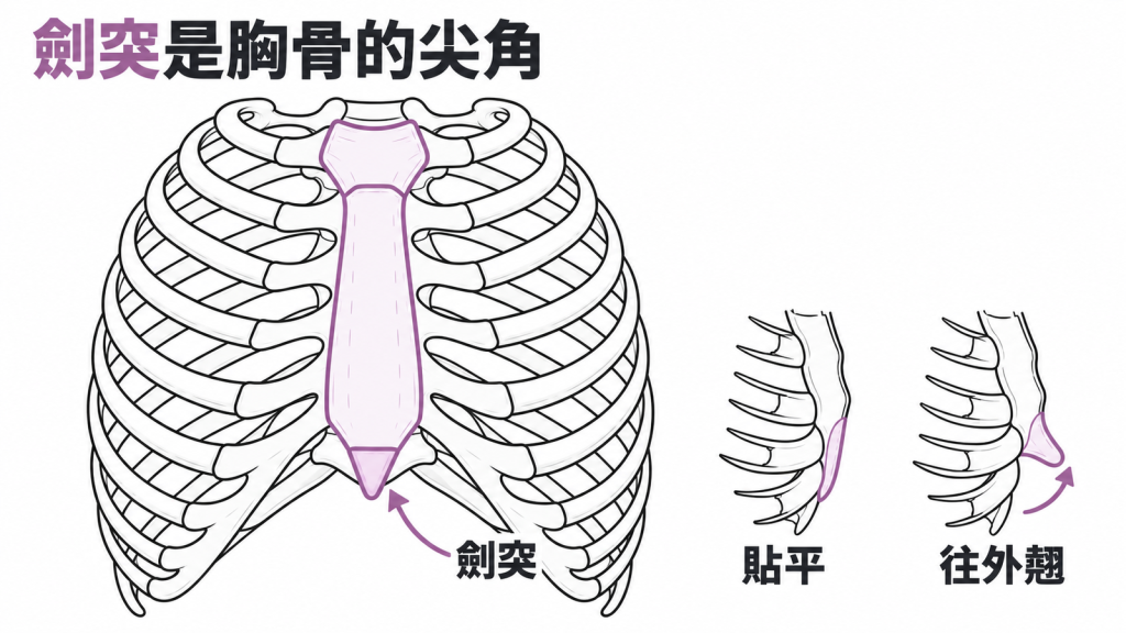 一條上寬下窄的領帶疊在胸骨上，旁邊並排兩種尖角：一種貼平，一種往外翹、隔著衣服摸得到